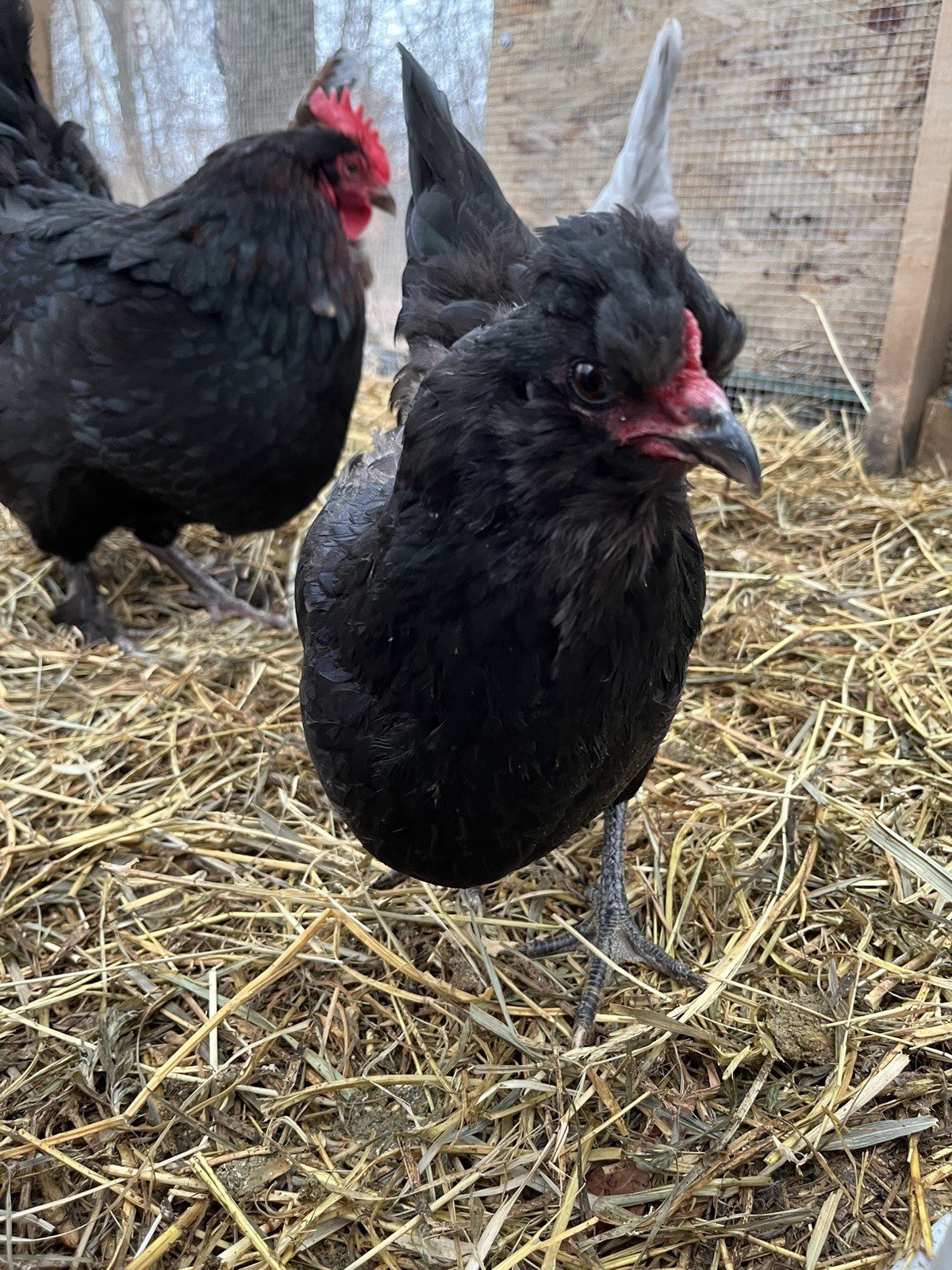 16 + Hatching Eggs Sampler - Easter Egger, Marans, Wyandotte, Ameraucana