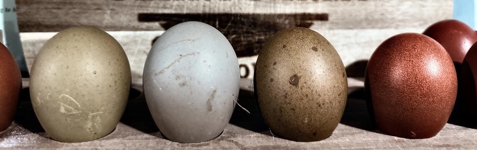 6+ Galaxy Ghost HEAVY BLOOM DARK Olive Egger Hatching Eggs