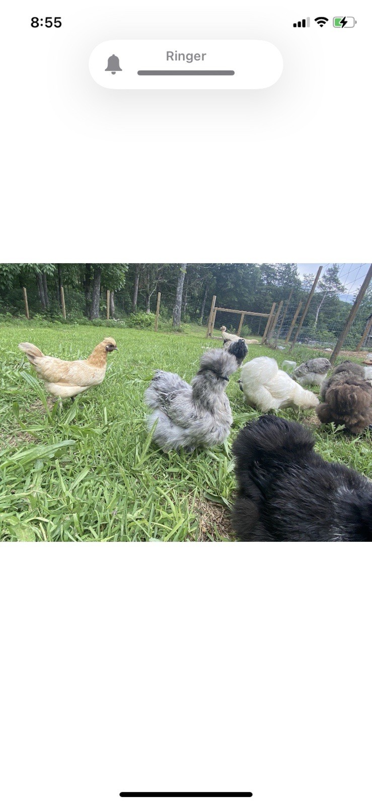 24 Bearded Silkie Hatching Eggs