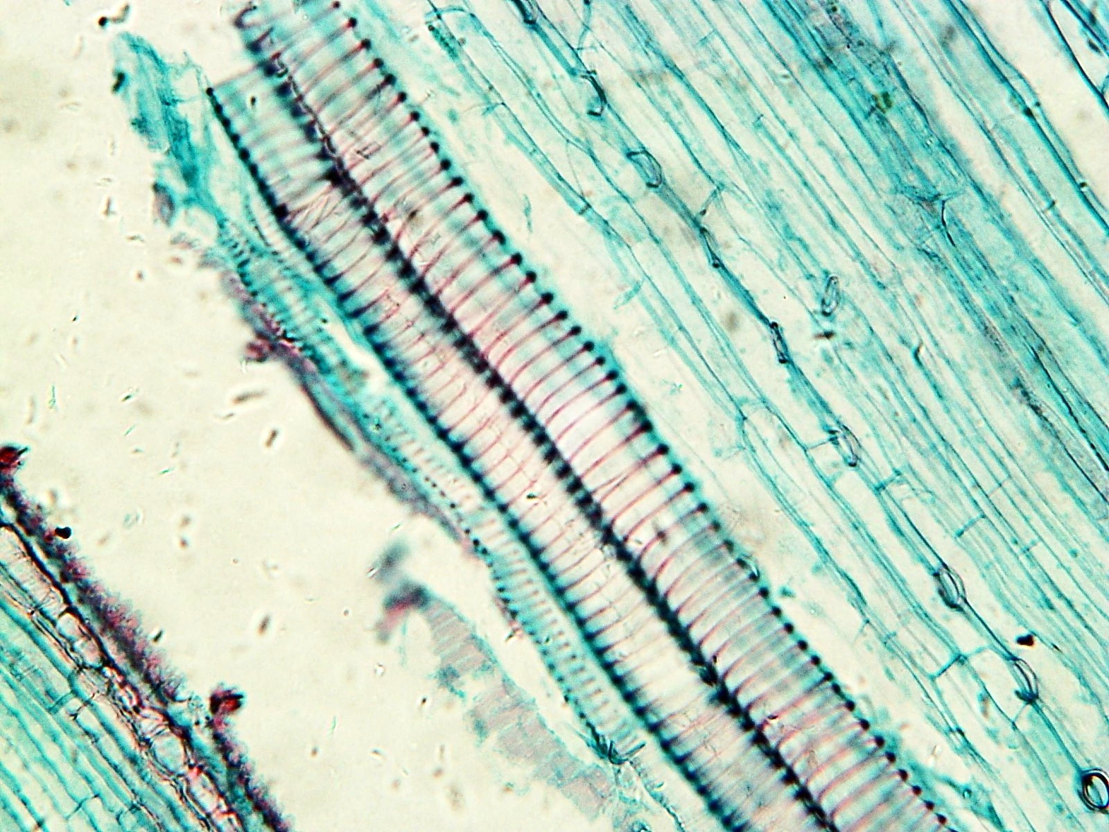 Histological Microscope Slide Preparations (100) - Zoological and Botanical