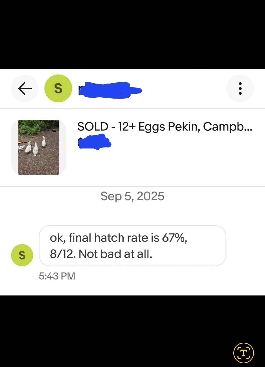 6+ Cayuga & Ancona fertilized duck eggs