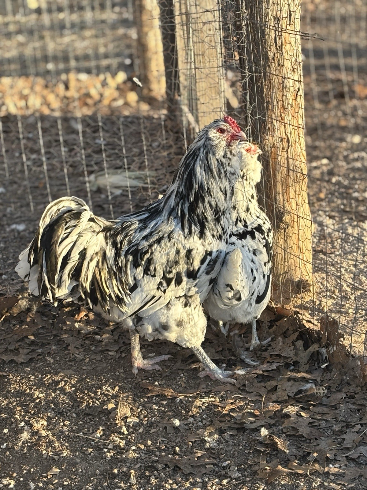 Ermine Ameraucana Hatching Eggs 4 +2