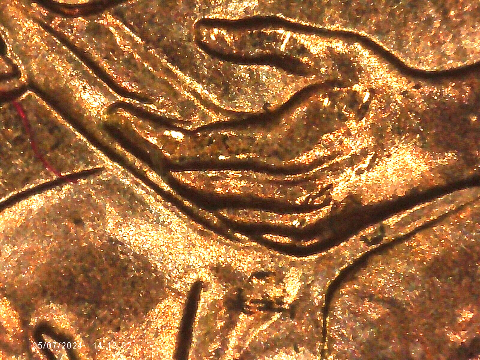 2009 P BU FY DOUBLED DIE REVERSE ERROR WDDR-037