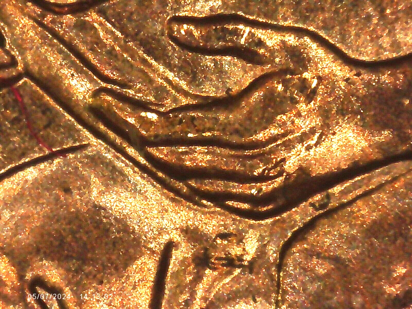 2009 P BU FY DOUBLED DIE REVERSE ERROR WDDR-037