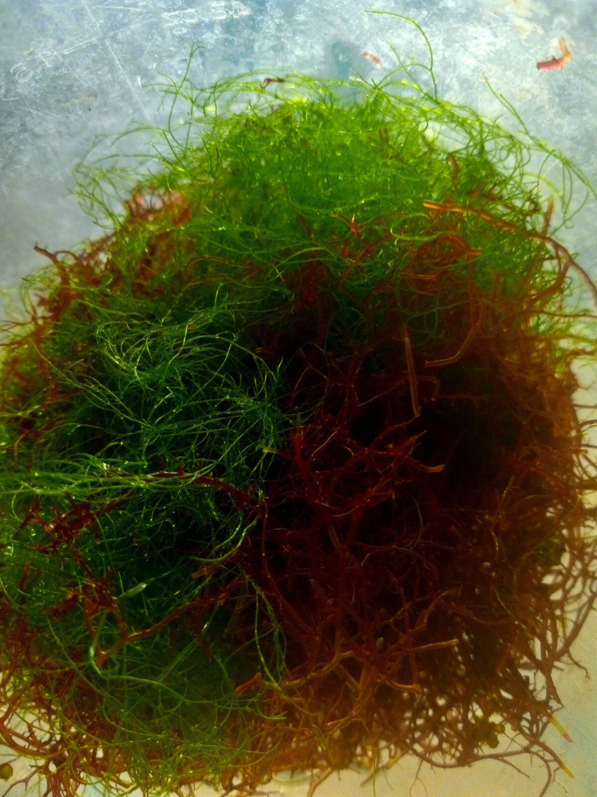 Mix of Saltwater Macro Algae Plant Marine Live Sea Coral Live Rock