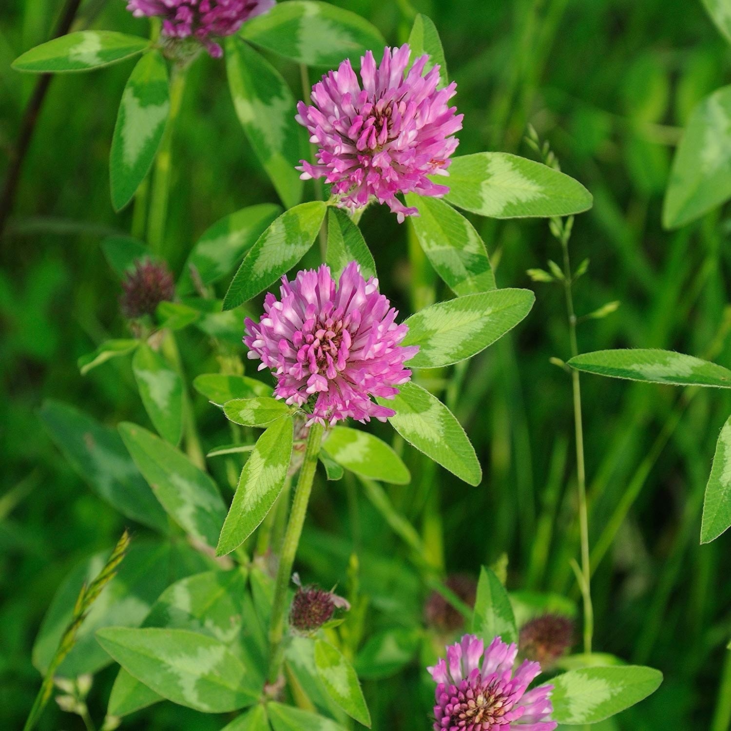 Q Clover Medium Red Clover | 2-4D Resistant Non-GMO Seed for Food Plots 1 ac