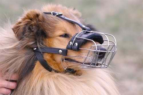 Dog Muzzle Size #D2 Fits Breeds Like Collie Setter