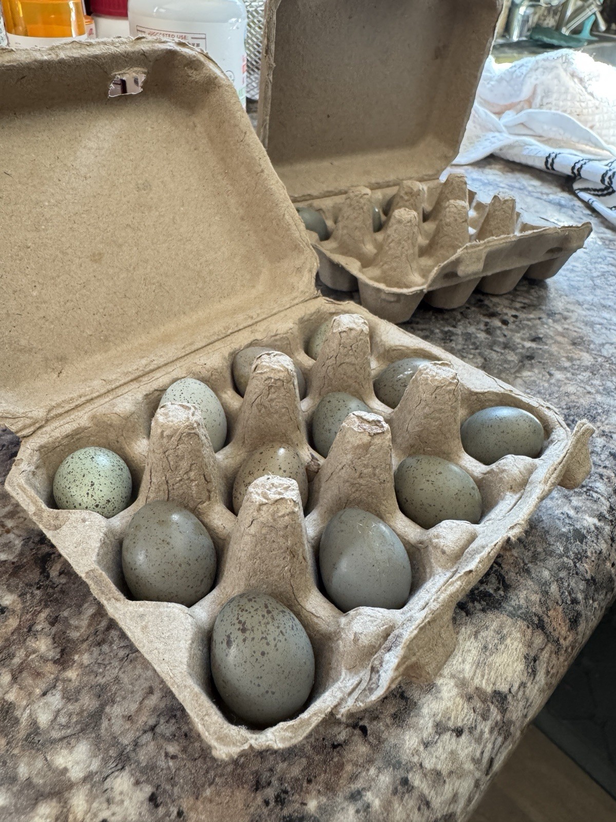 12 Chinese painted Quail fertile eggs. Mixed colors: (blue face, white, gray)