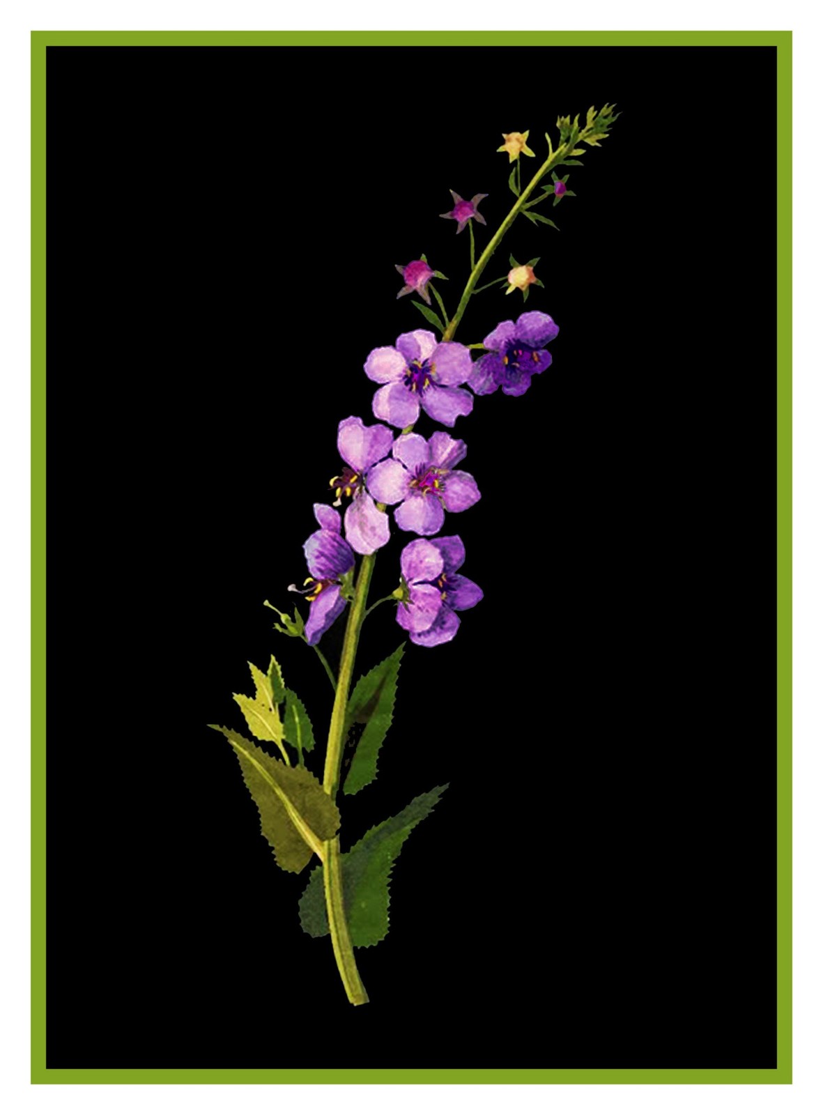 Purple Mullein Flower inspired Mary Delany Counted Cross Stitch Pattern