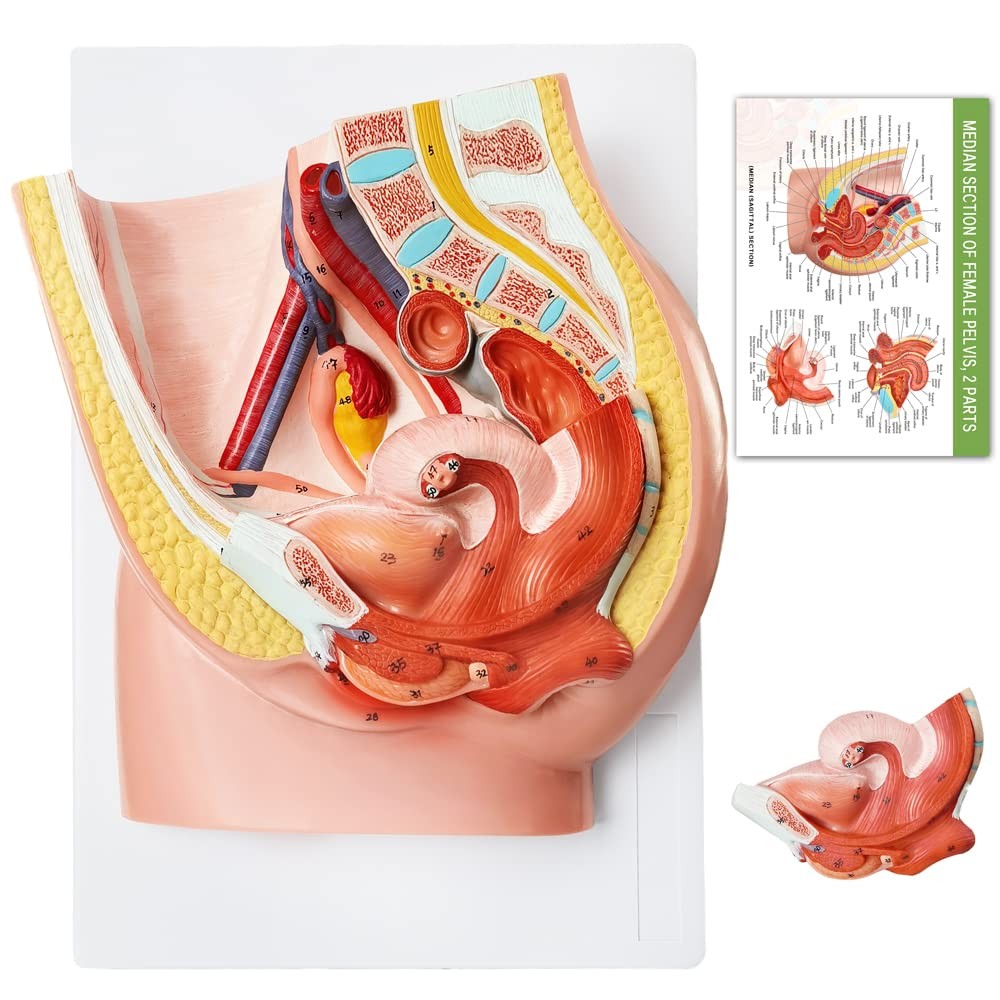 HADWYN Female Pelvis Reproductive Anatomy Model,Life Size Female Pelvic Skele...