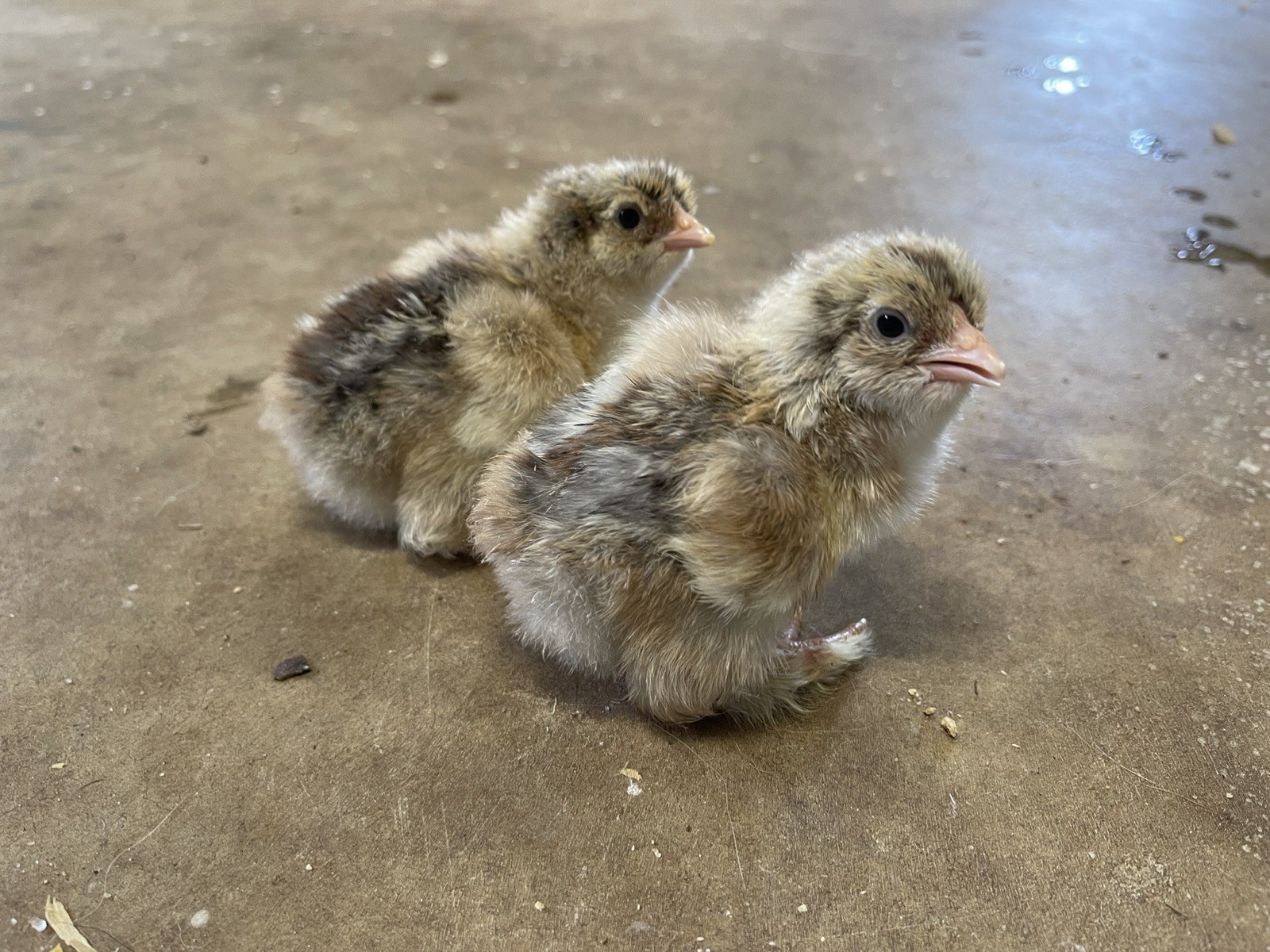 6+ Blue/Black/Splash SILVER/GOLD Partridge Brahma Hatching Eggs