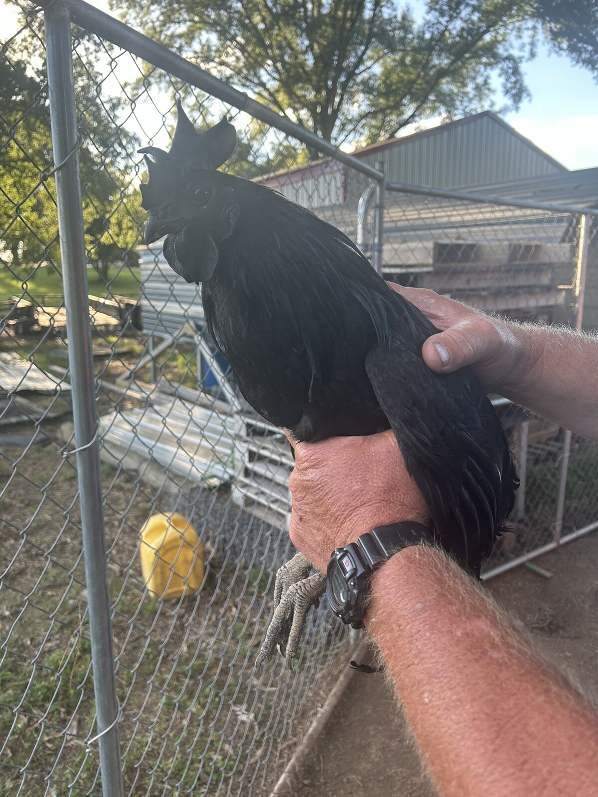 5+ Ayam Cemani Hatching Eggs Fast Shipping NPIP certified