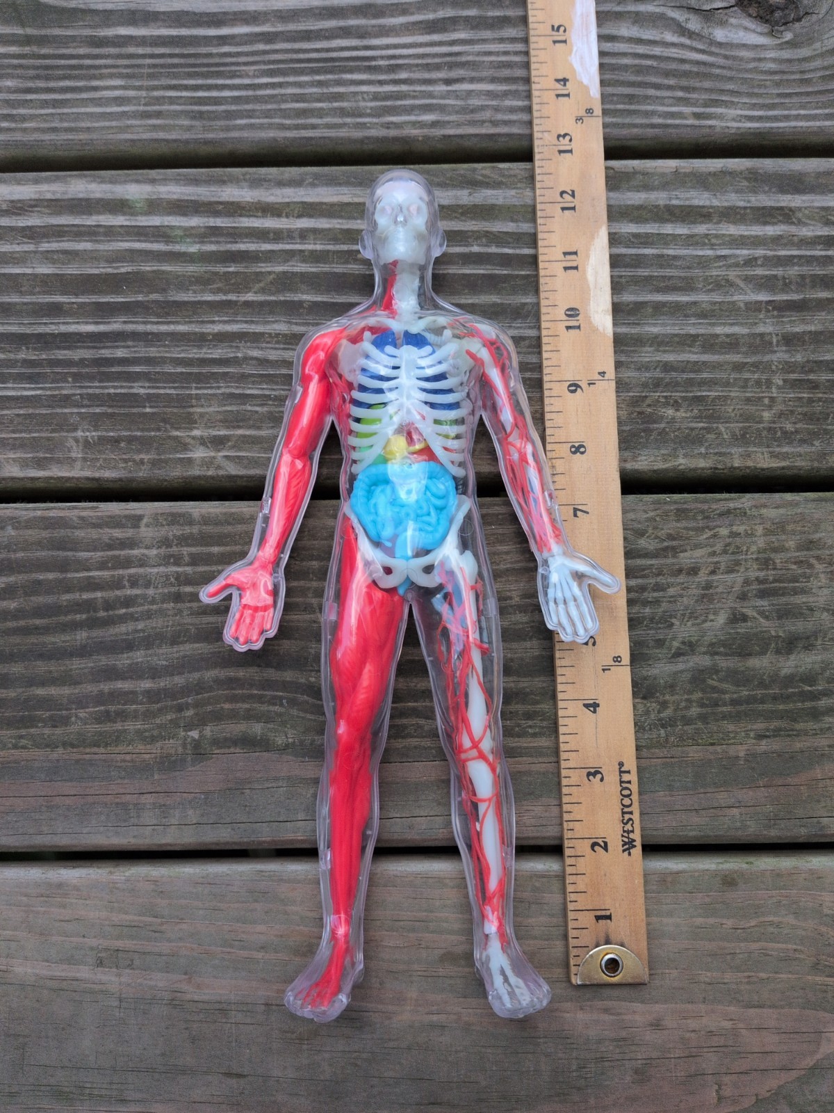 1/6 Transparent Human Skeletal and Vascular Organs Anatomical Model Medical