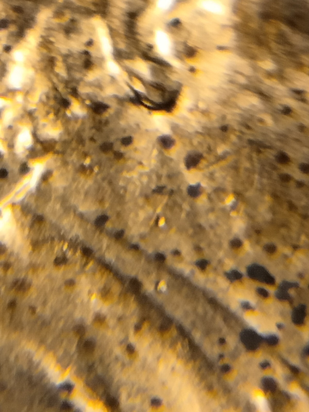 2019 P Lincoln Shield Cent Doubled Earlobe