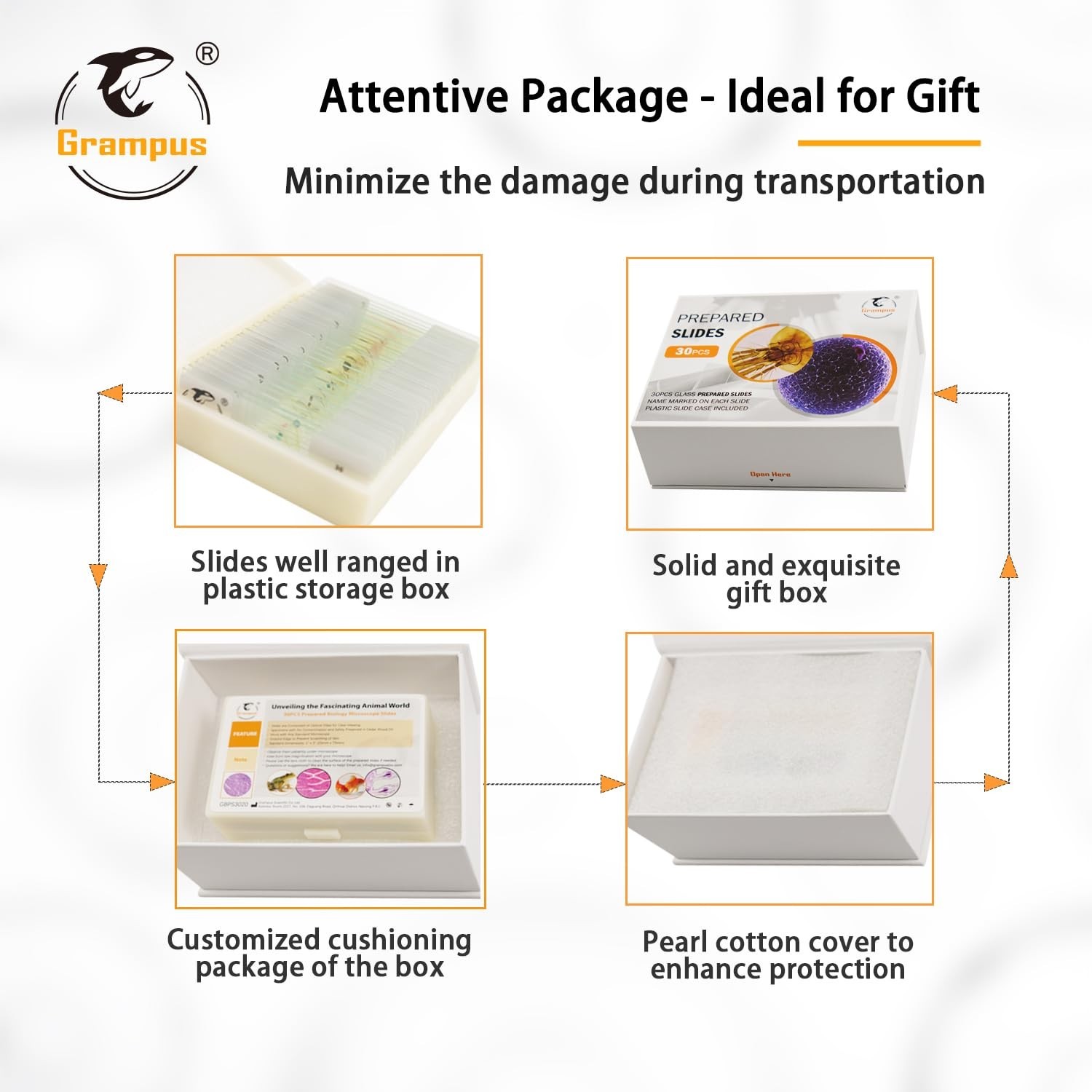 30pcs Optically Cleared Insect Microscope Slides - Safe for Kids and School Labs