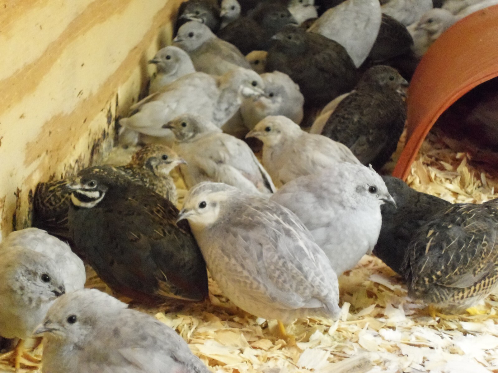 6+ with Up To 4 extra Button Quail Hatching Eggs