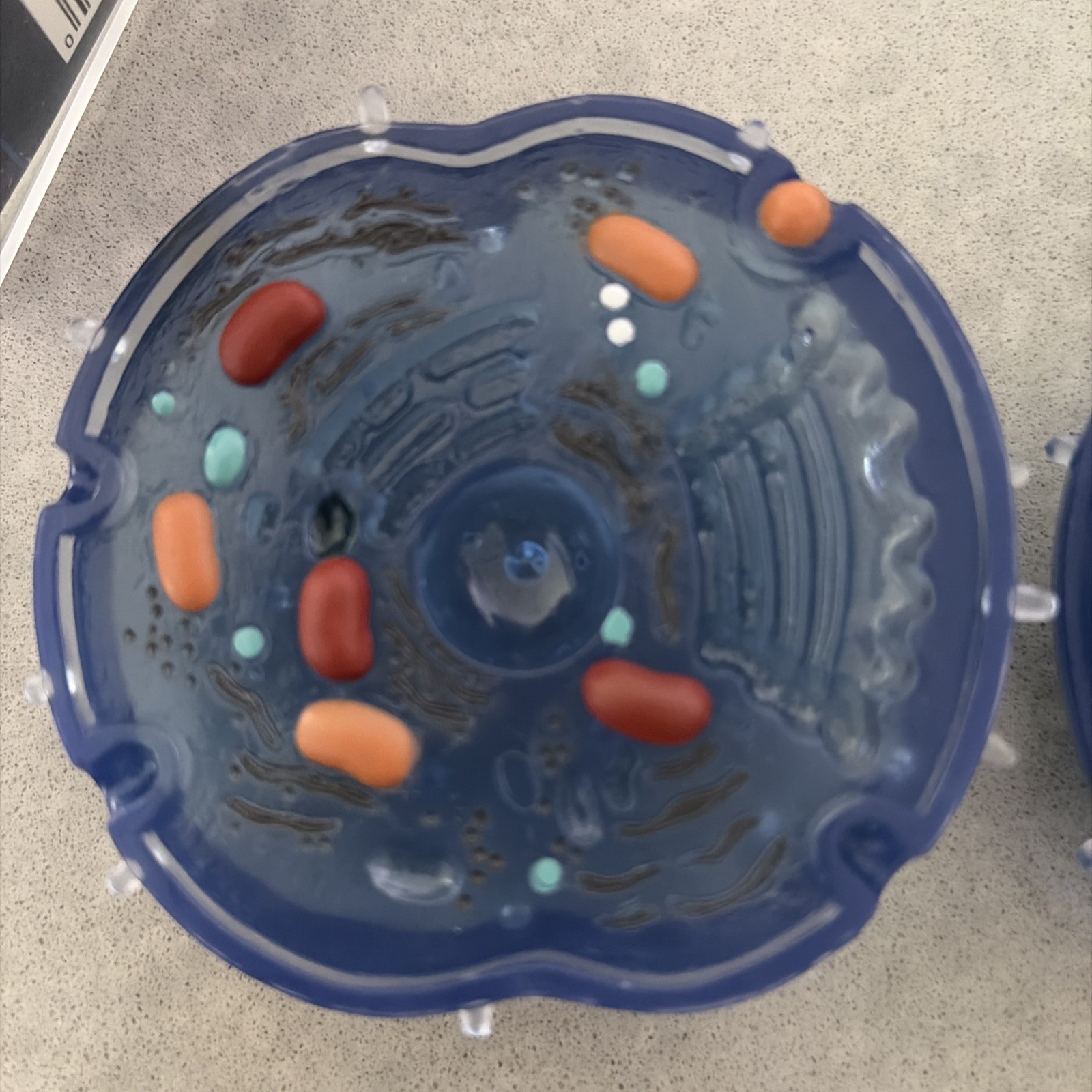 Ein-O Science BioSigns Animal Cell