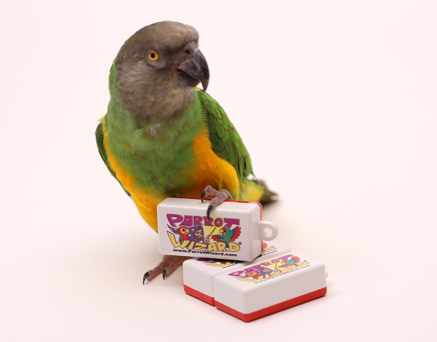 Clicker for Parrot Trick Training (Set of 3)