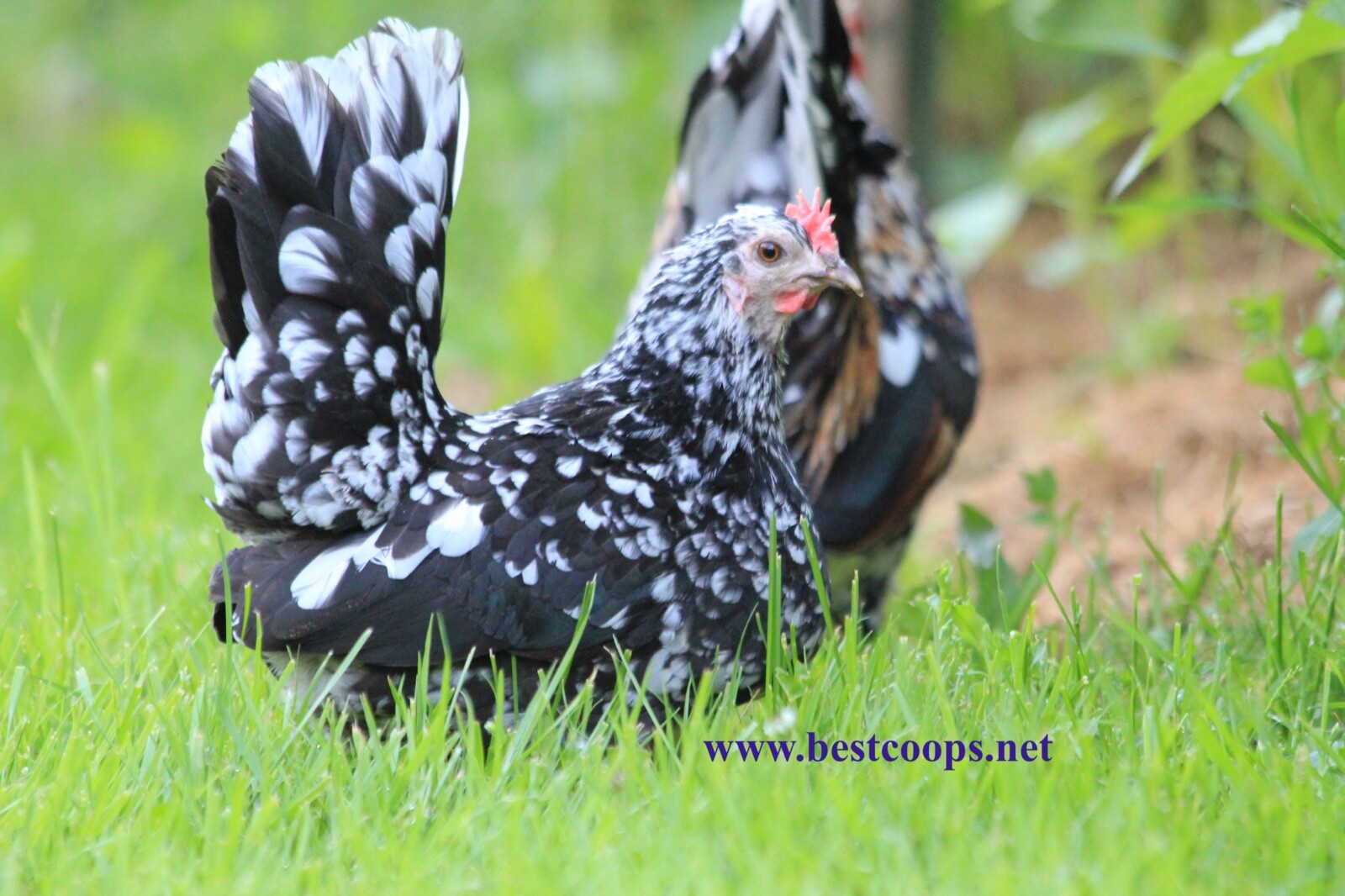 4+ Fertile Show Quality Serama Chicken Hatching Eggs