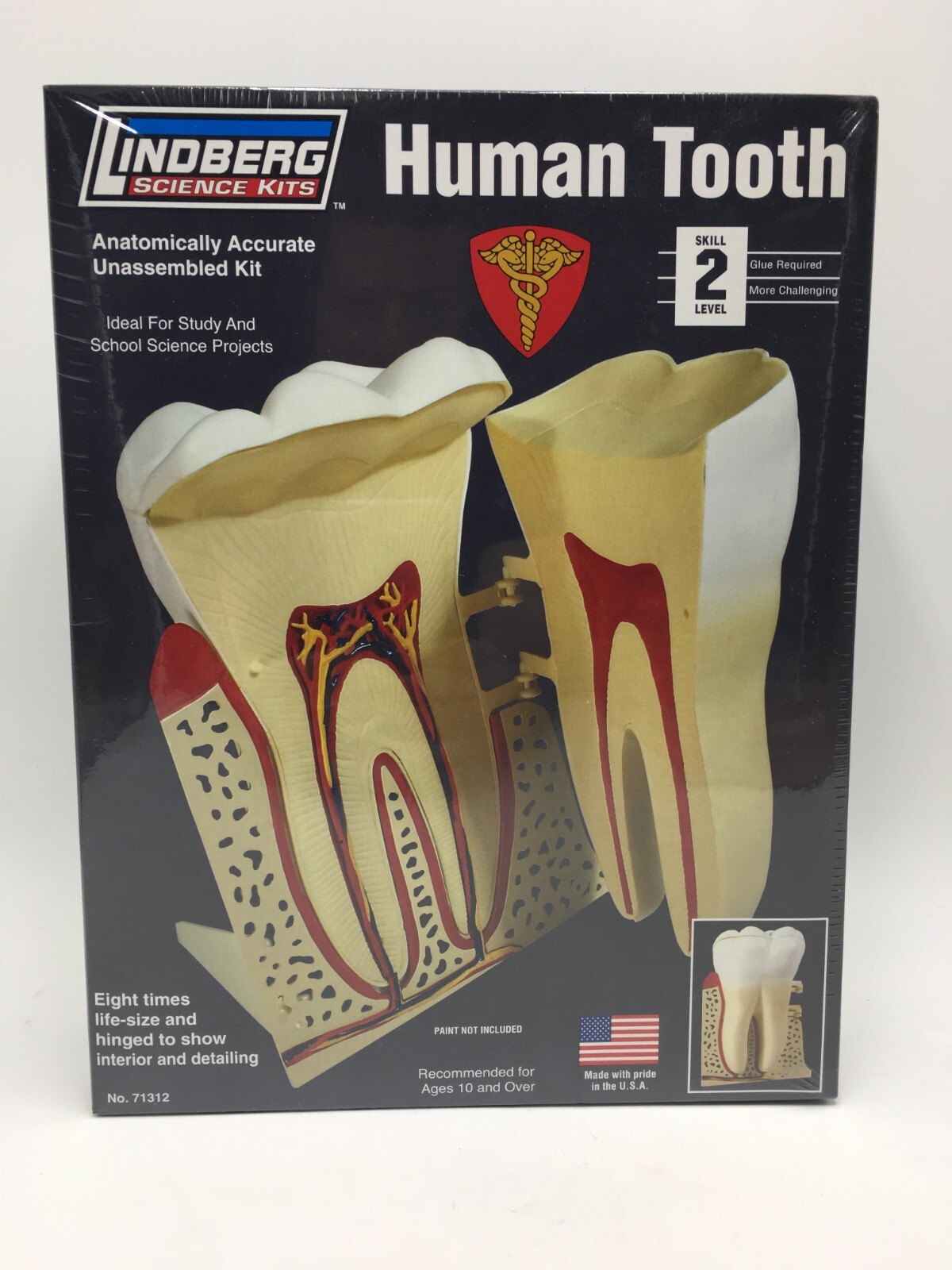 Lindberg Science Kit Human Tooth Model Anatomically Accurate New In Box 71312