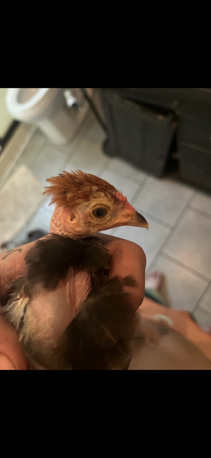 Fertile Bantam Mystery Hatch 18 eggs