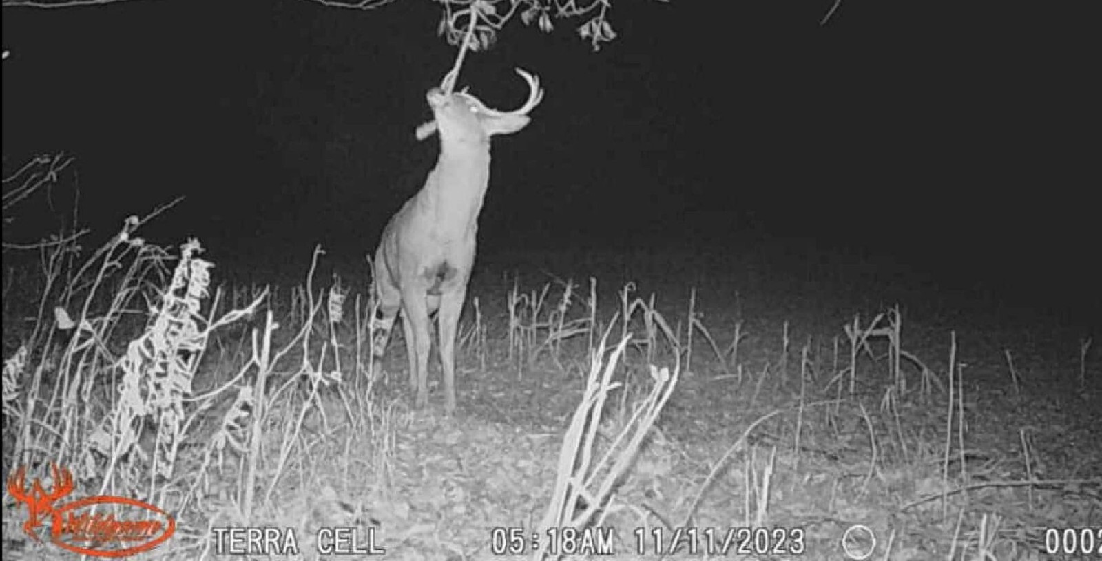 deer attractant Rope Kit! Free Shipping!