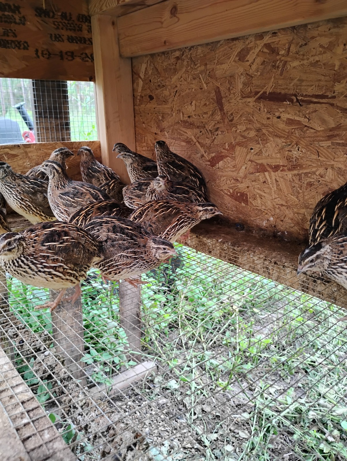 40+ Fertile Coturnix Quail Hatching Eggs - Farm Fresh - Speckled Brown