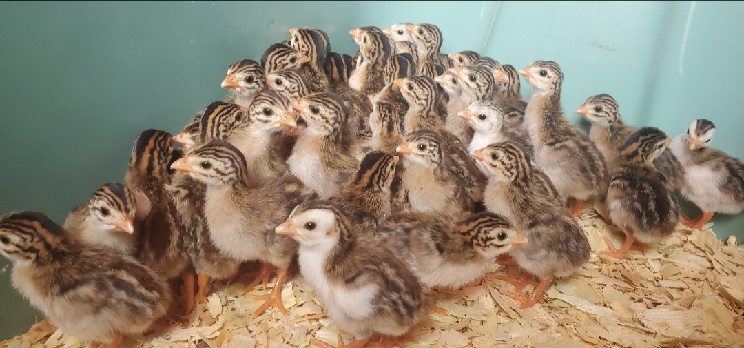24+ 2 Guinea Hatching Eggs- Double Boxed- 5 ⭐️ Reviews