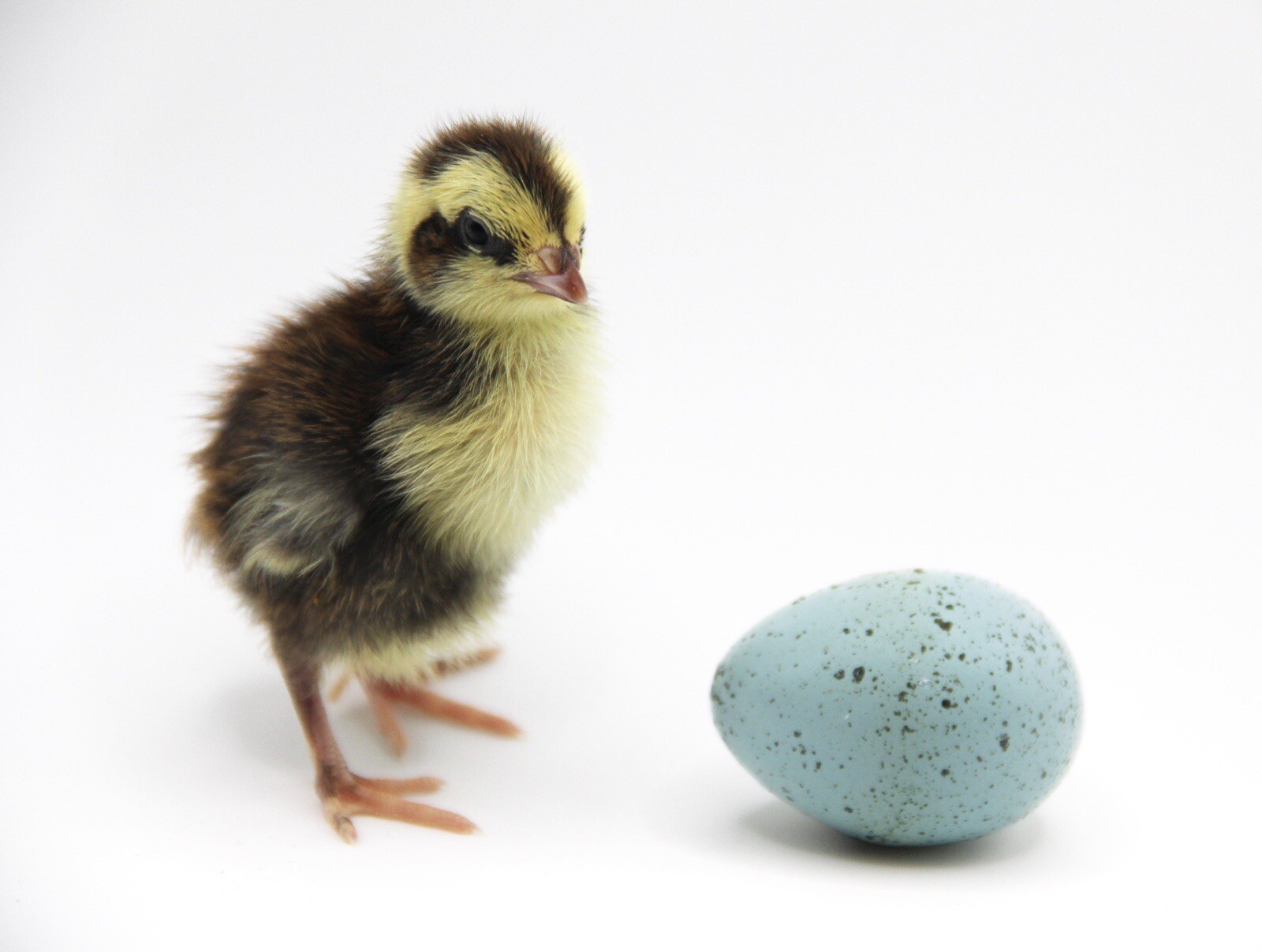70 Celadon Coturnix Quail Hatching Eggs - Blue Egg Layers