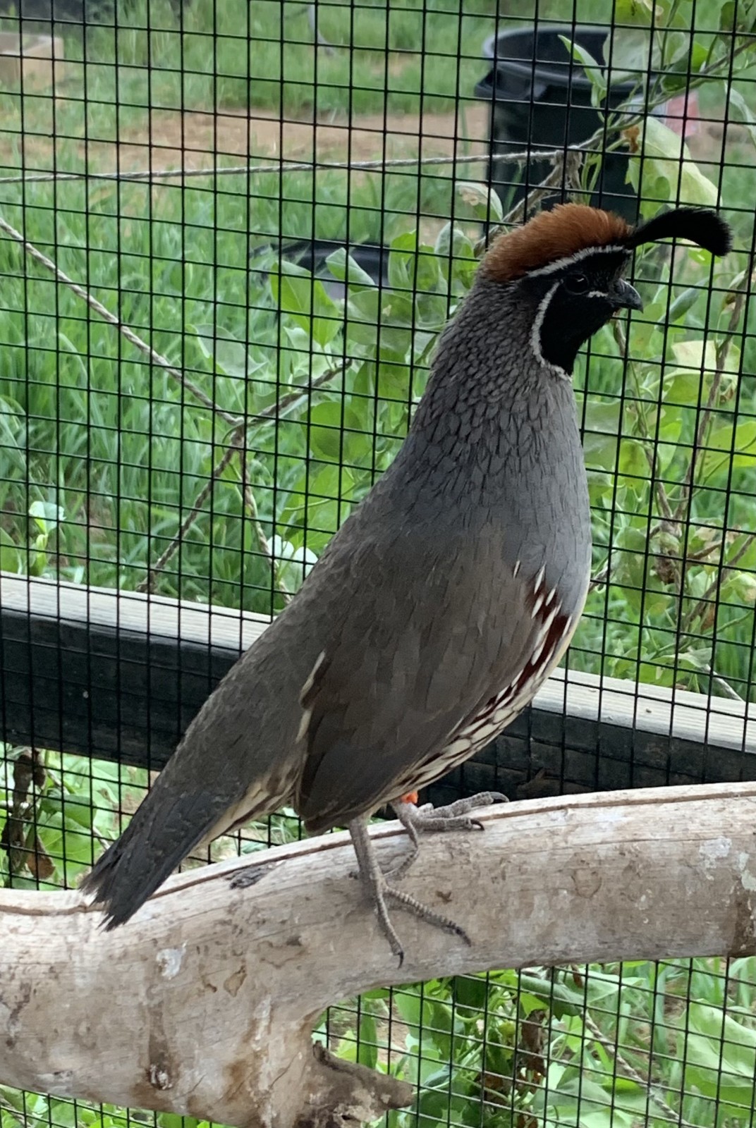12+ Gambels Quail Hatching Eggs