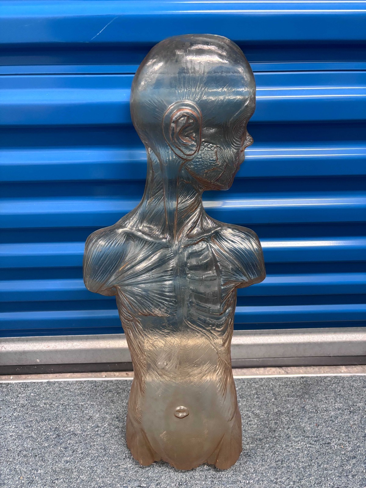 Vintage Clear Transparent Plastic Youth Child Torso Anatomical Model Outer Shell