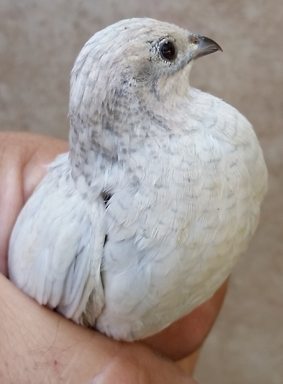 12 Button Quail Hatching Eggs