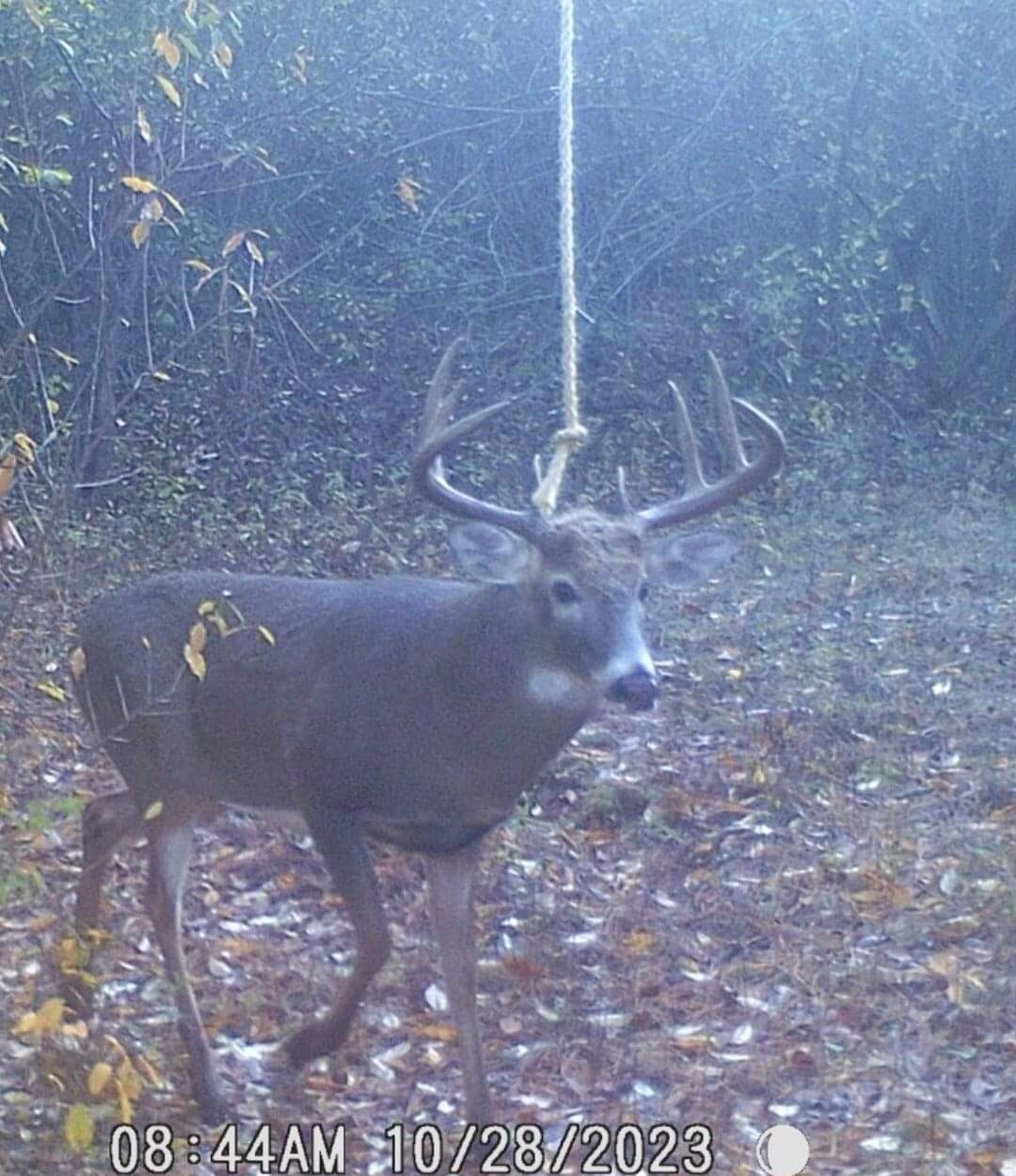 deer attractant Rope Kit! Free Shipping!