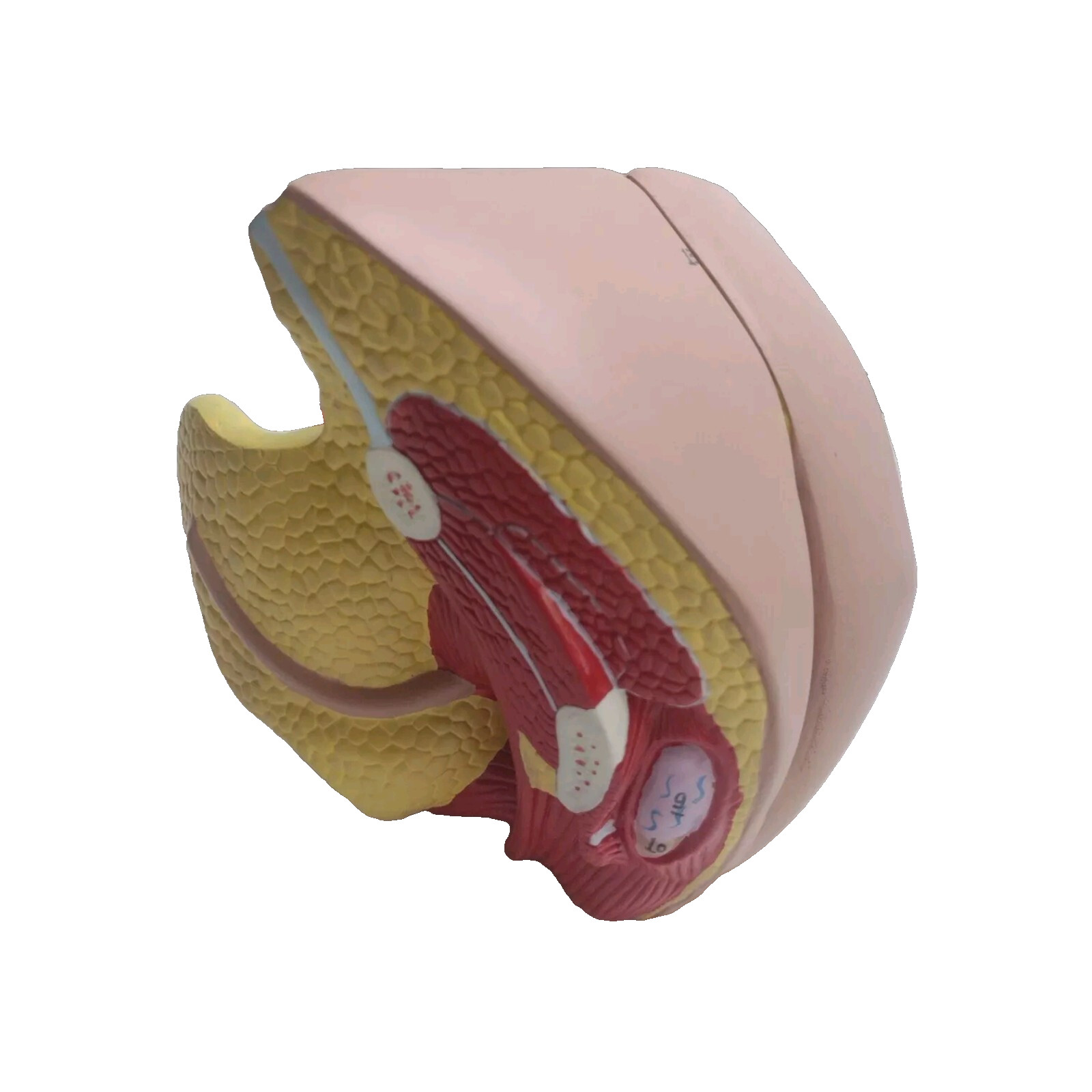 Female Human Genital System Model Anatomical Medical Anatomy Sex Education