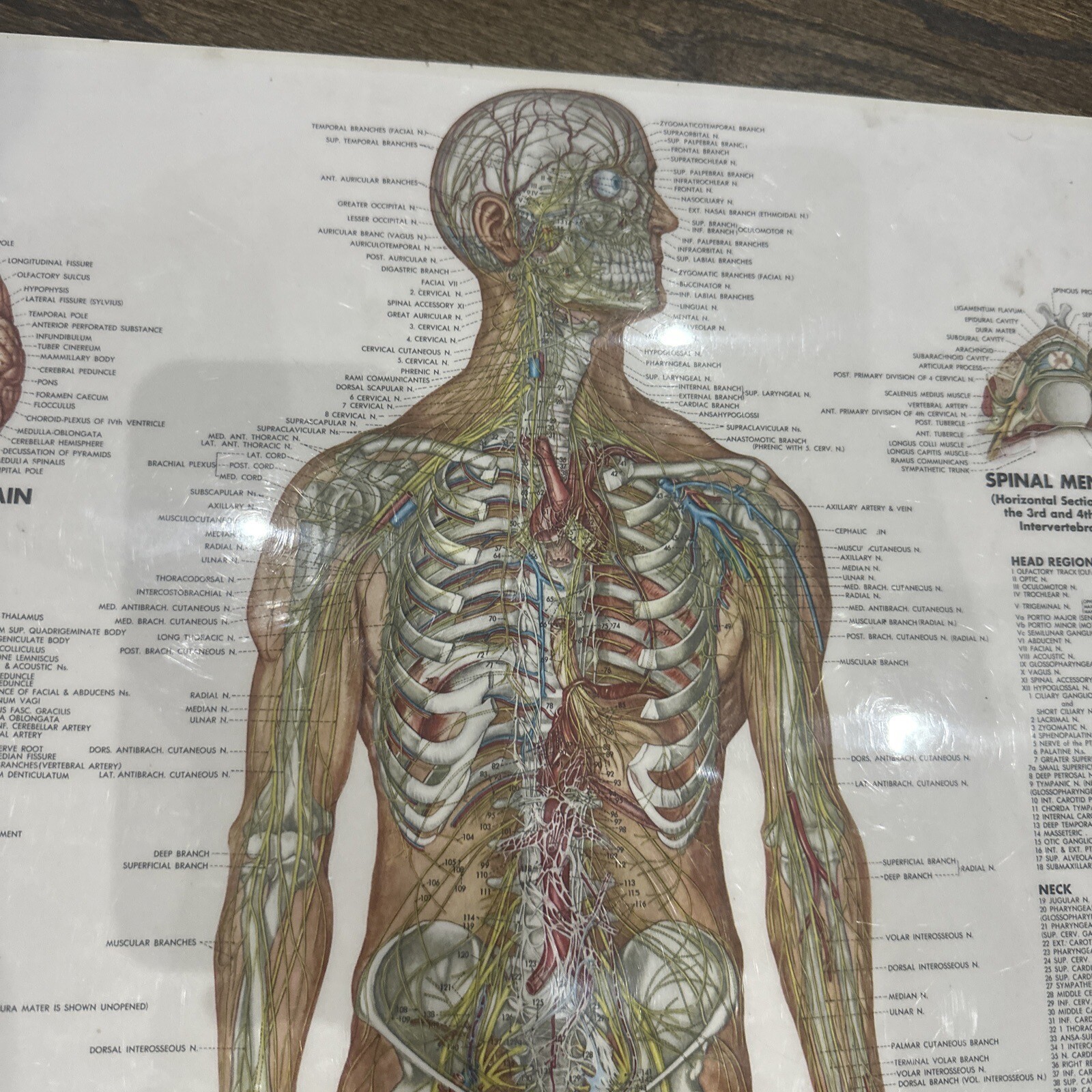 The Nervous System Peter Bachin 1949 Original Vintage