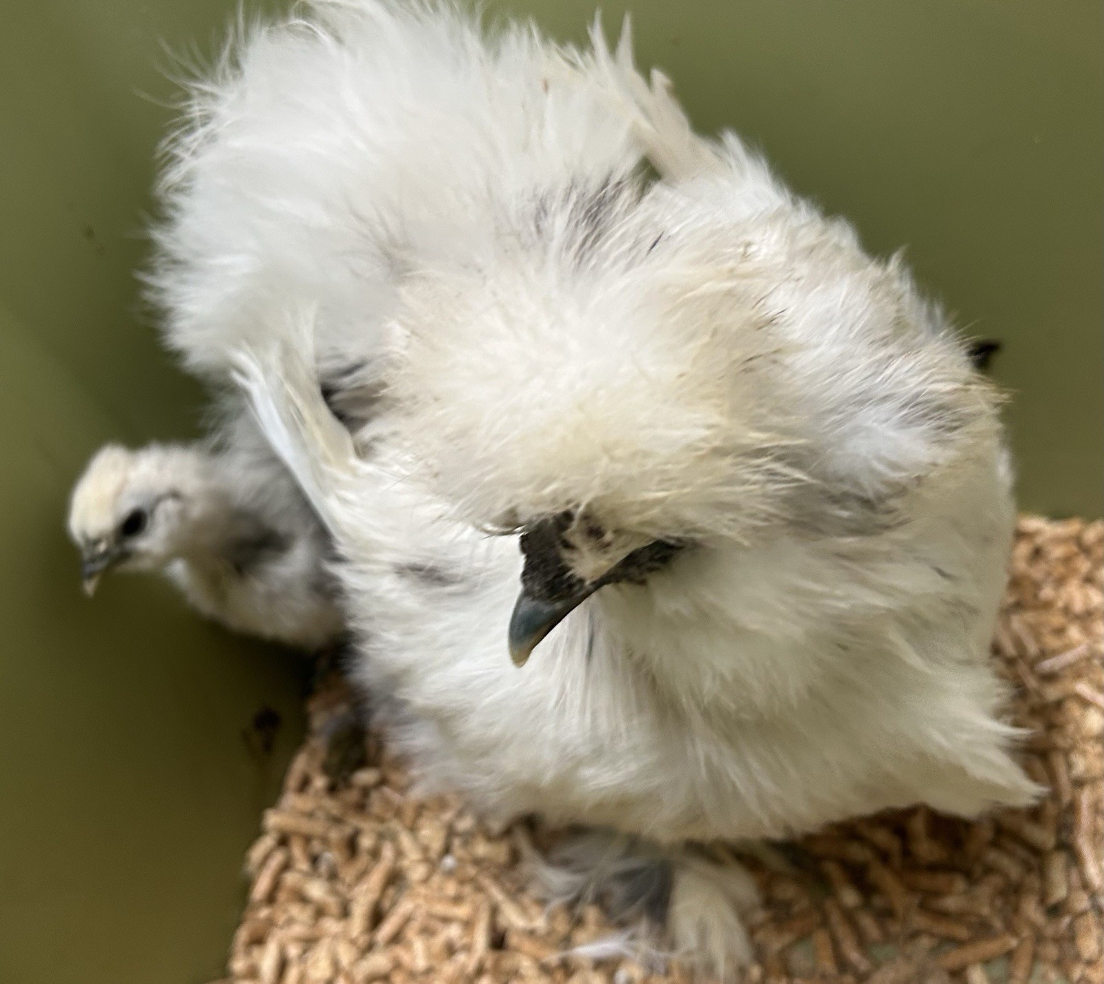 6+ Silkie Hatching Eggs - Fertile- NPIP