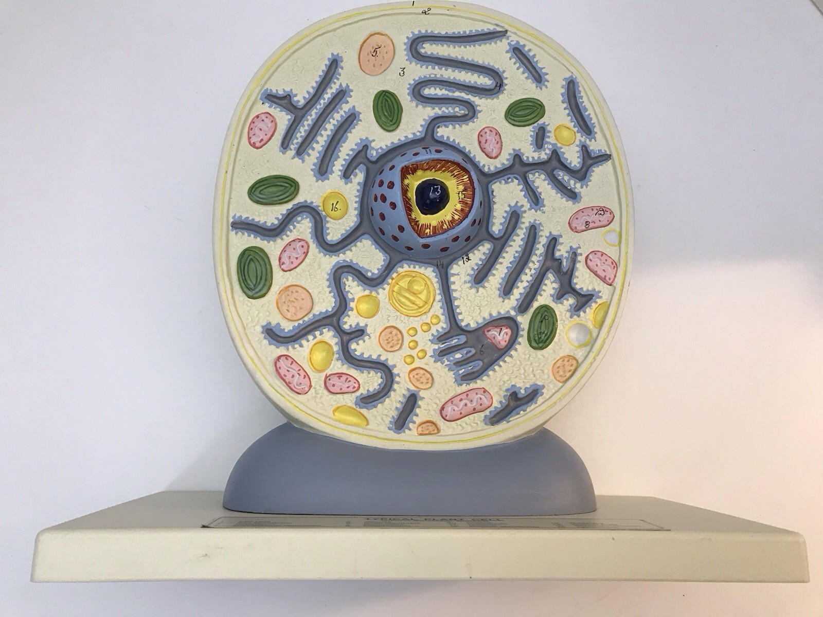 Eisco Labs Plant Cell Model Electron Microscope Structure Science Display Class