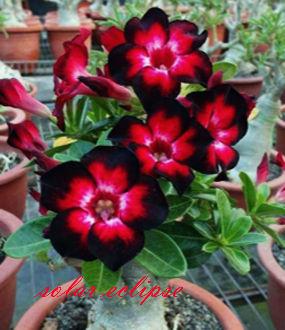 NEW! Adenium Obesum Desert Rose "Solar eclipse " 150 seeds very fresh&viable