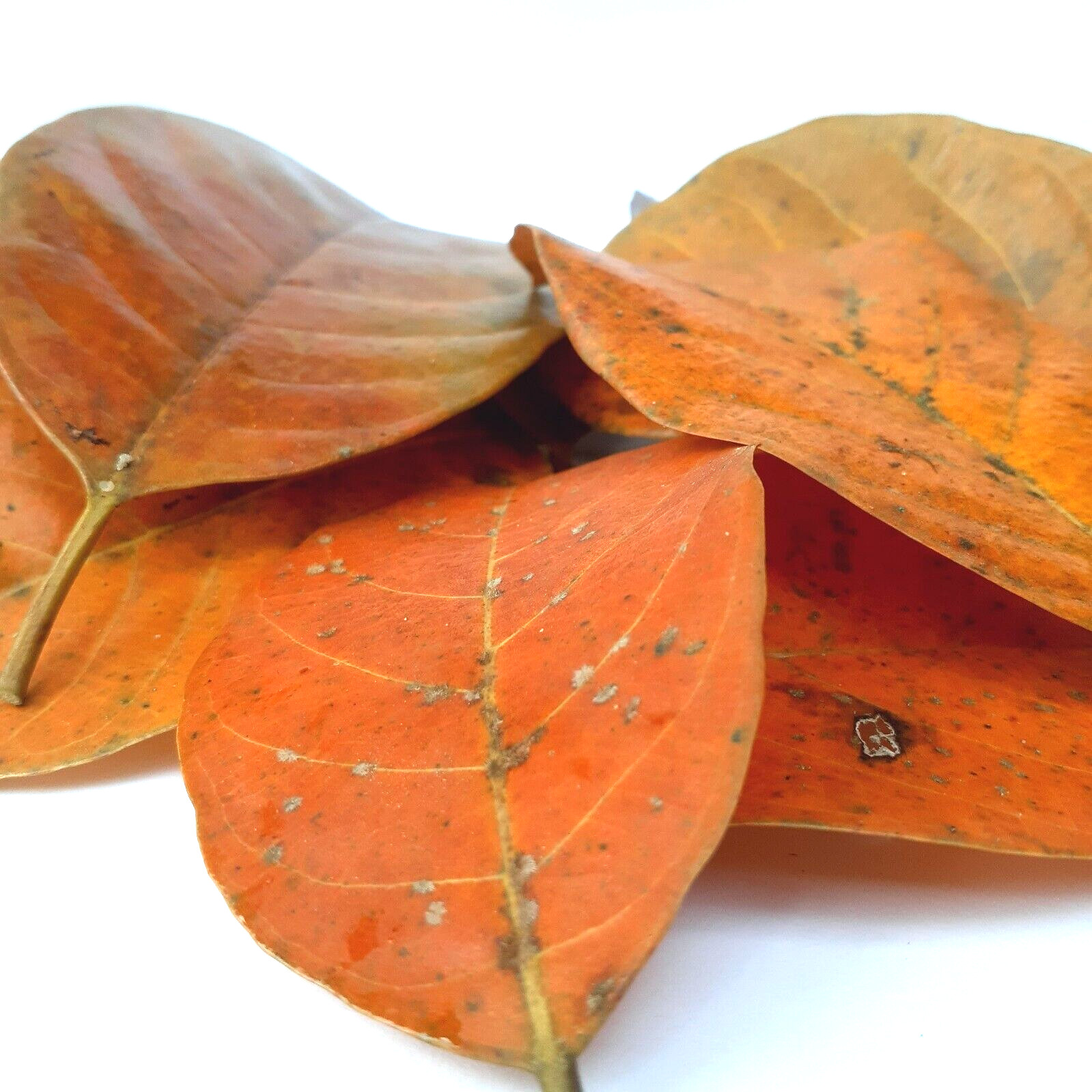Ceylon Dried Jack Fruit Leaves Natural Organic Shrimp Fish Aquarium Bio Film