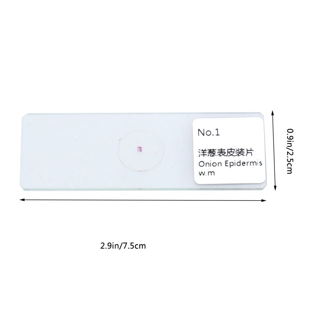 10 PCS/Set Insect Observation Tool Prepared Microscope Sample Slides Kit