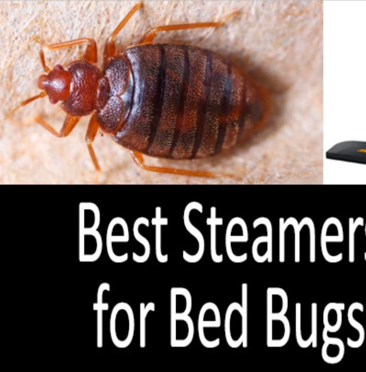 Kill Bed Bugs & Their Eggs Non Toxic Steamer Tool Kills Bugs Fast Effective Safe