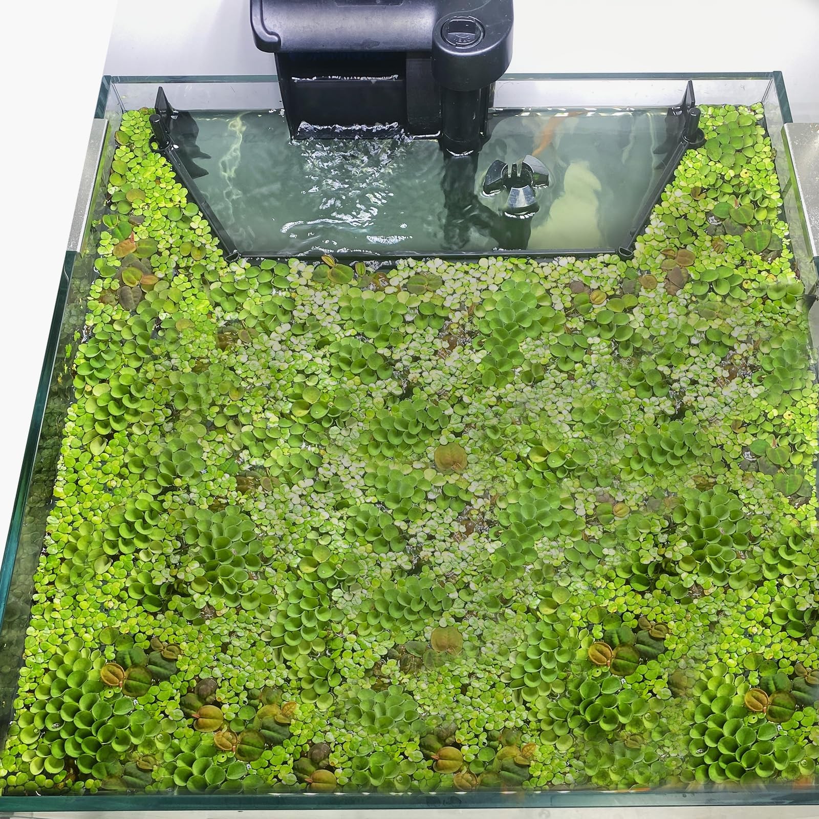 Floating Plant Corral for Aquarium, Fish Tank Accessories to Separate Floatin...