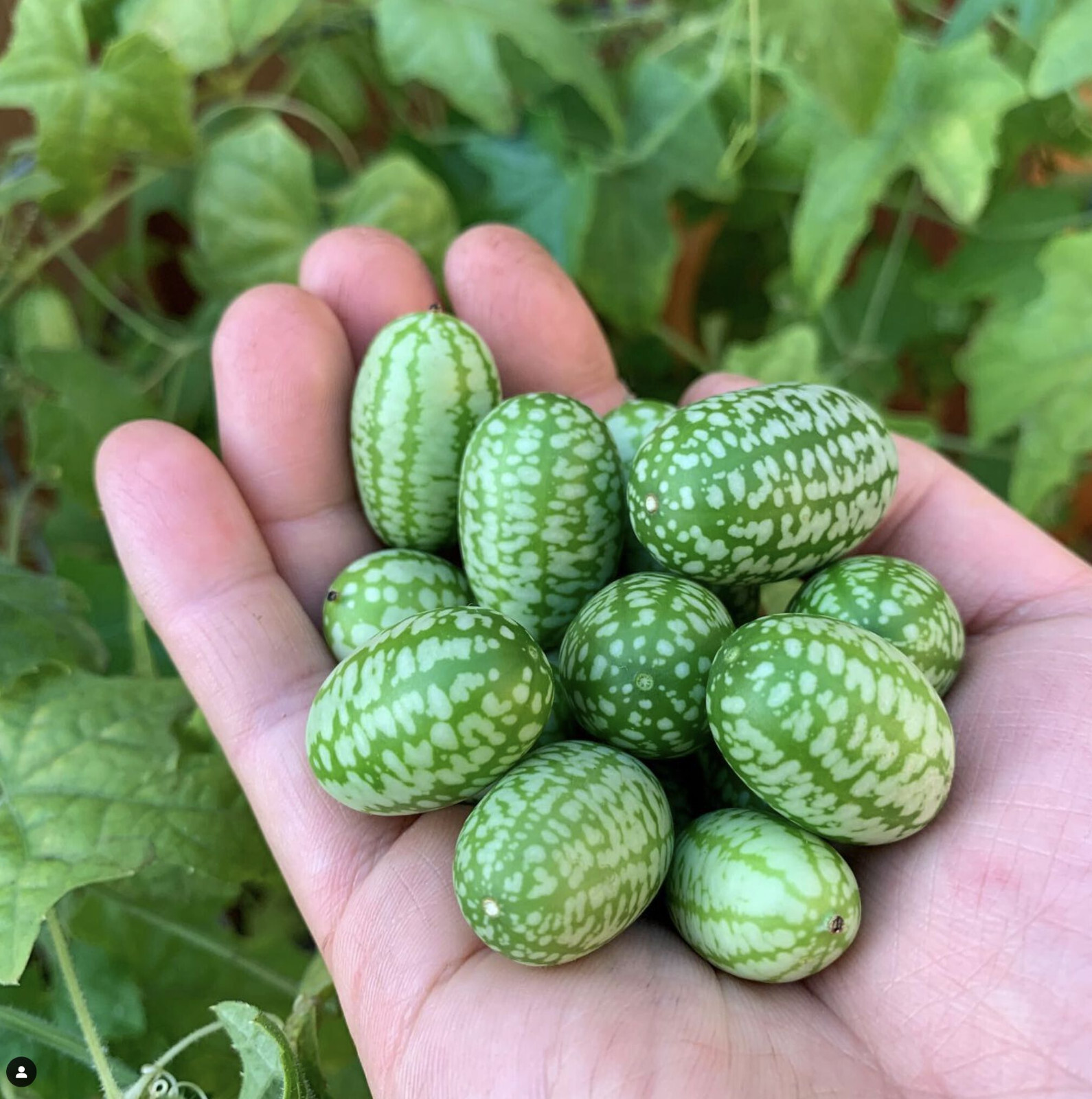 Mexican Sour Gherkin (Cucamelon) Seeds - Melothria scabra Mouse Melon