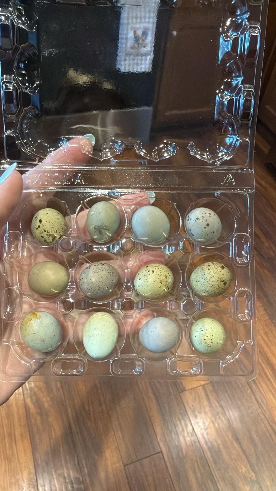 12 King quail and lethal silver hatching eggs