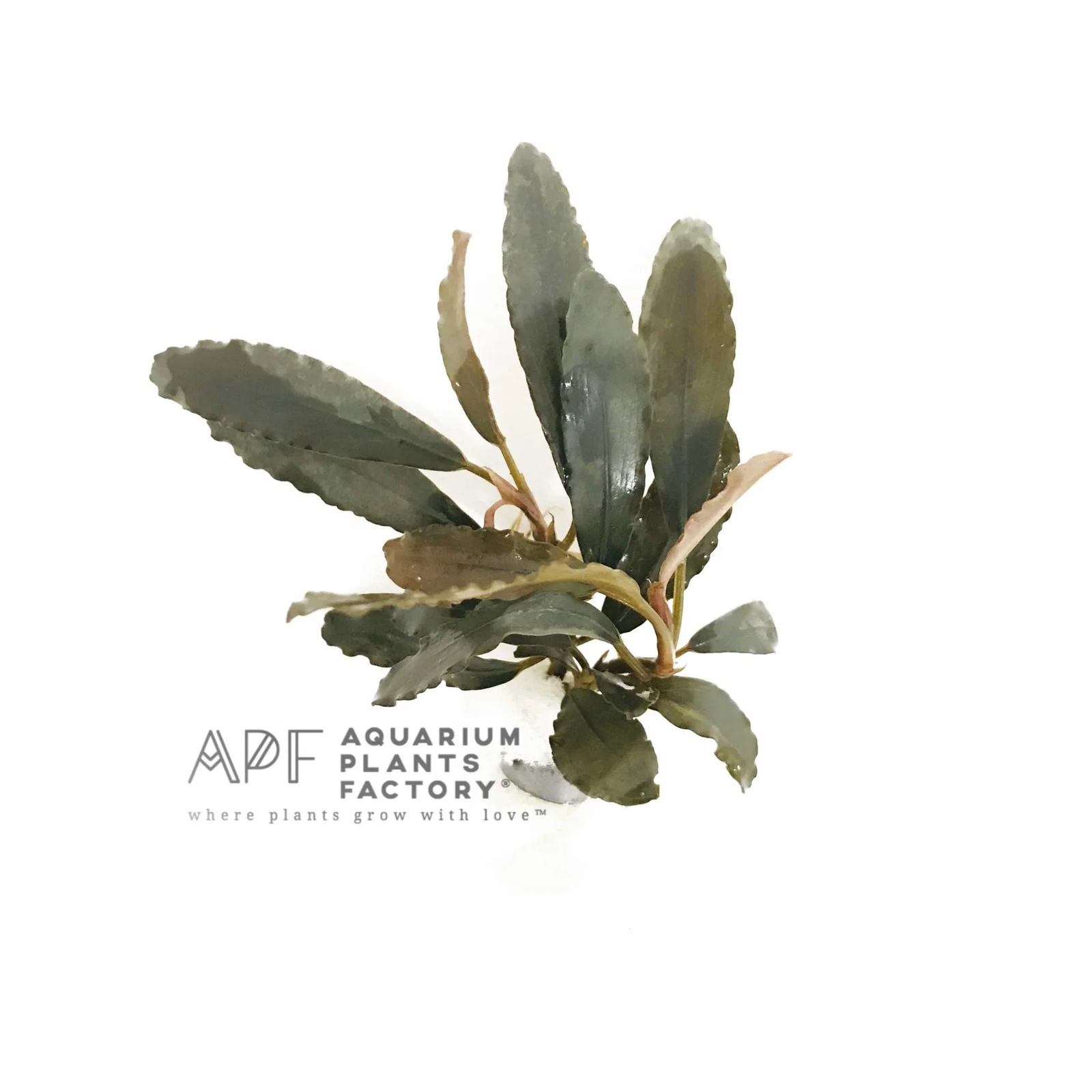 Bucephalandra Centipede | Buce Aquarium Plants Factory®