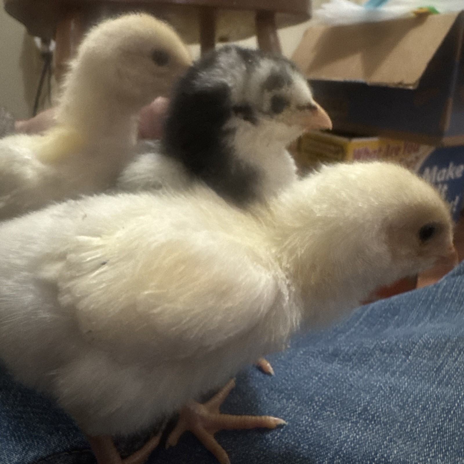 10 F1 Indio Gigante Hybrid Hatching Eggs- X Trad Dual Purpose RIR, Jersey more