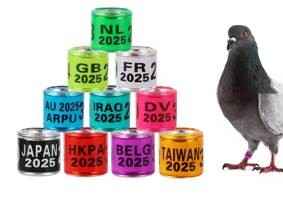 50 Pigeon Ring 2025 , 50 anillos de Palomas