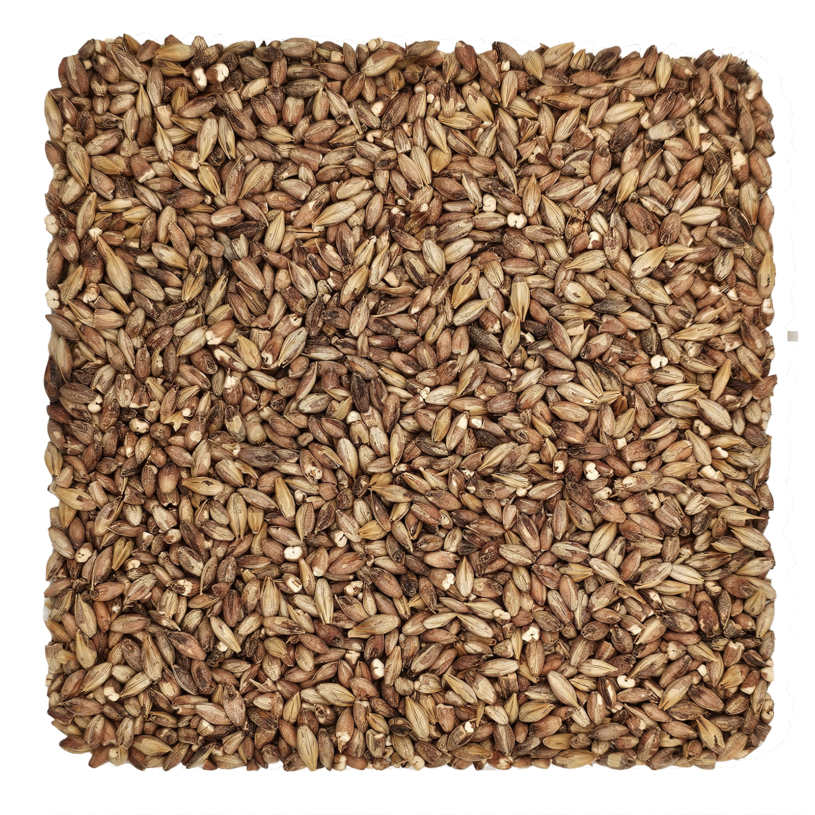Home Brew Ohio Special Roast Grain 1lb
