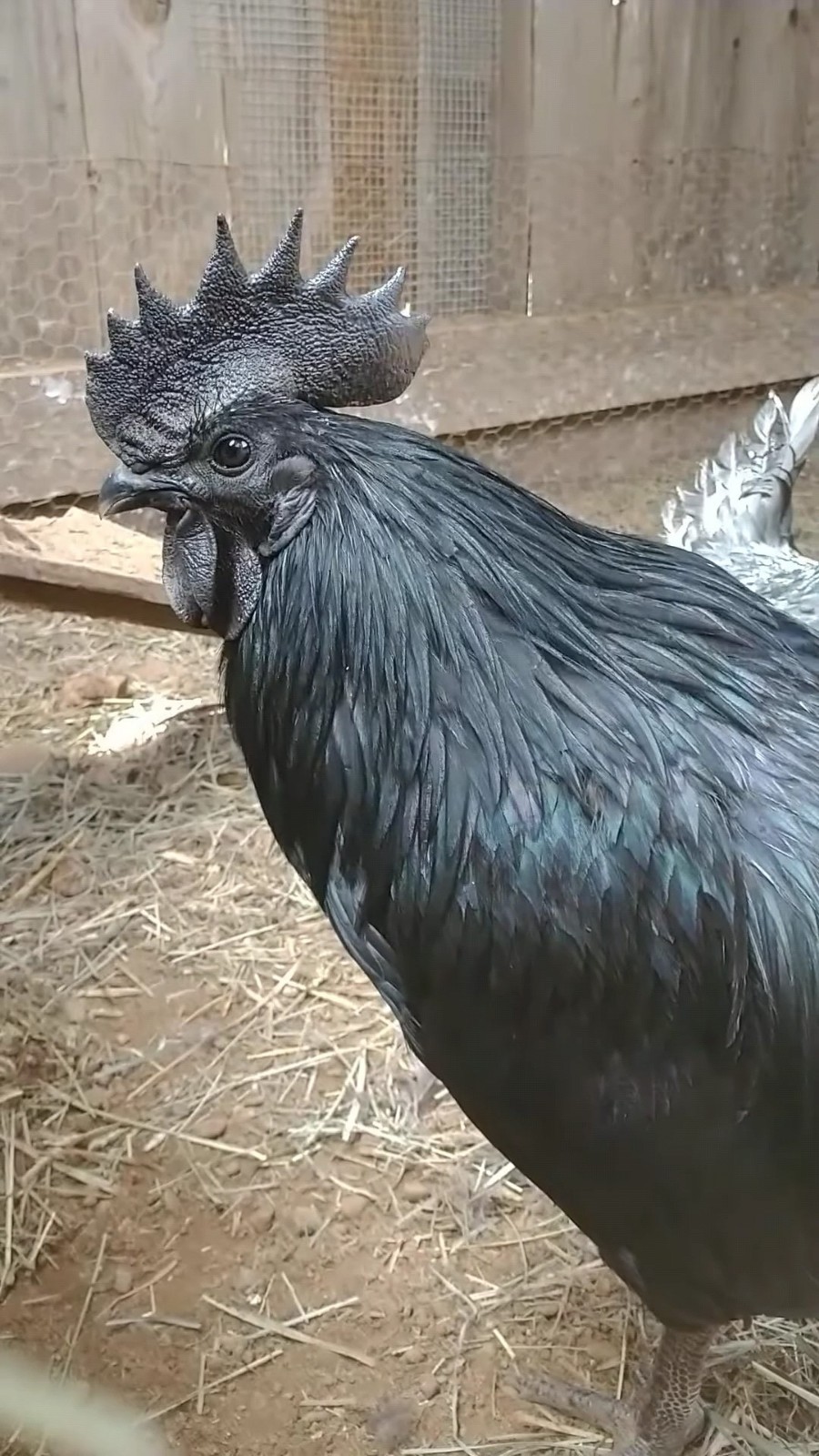 6 Fancy & Rare Breed Chicken Hatching Eggs