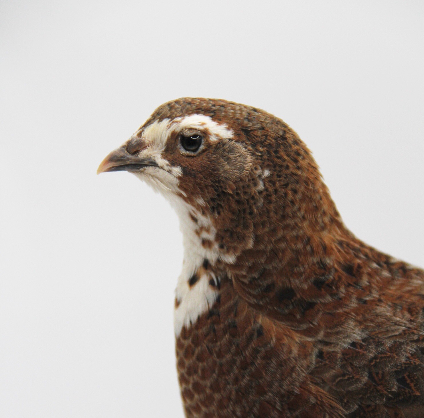 70 Celadon Coturnix Quail Hatching Eggs - Blue Egg Layers